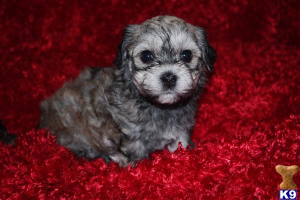 havanese puppy posted by Tiny Tots Texas